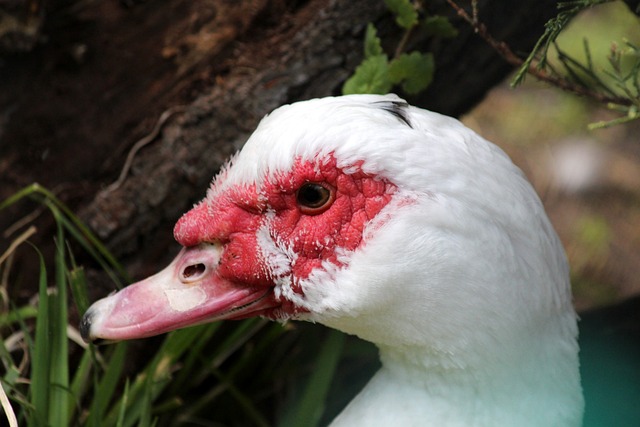 也是联盟中 也是联盟中