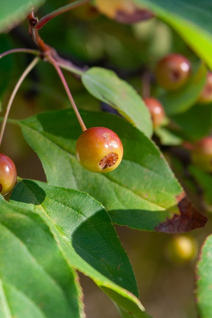 松地融入到 松地融入到
